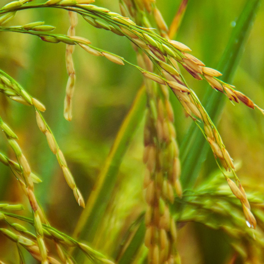 Fotografia di un campo di grano